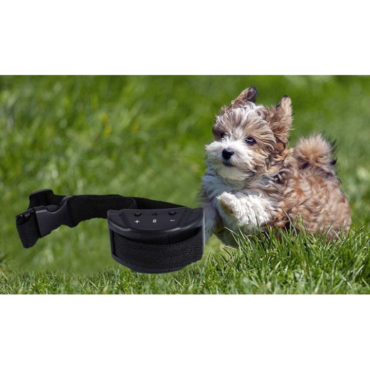 Collier Anti aboiement pour petit chien